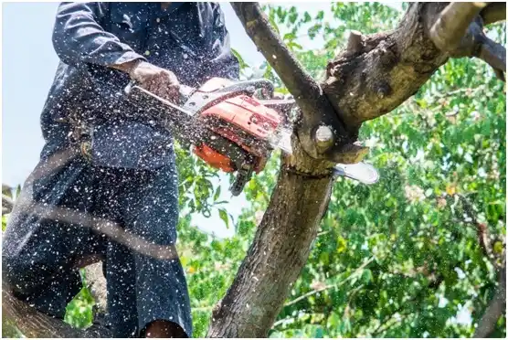 tree services Quinby